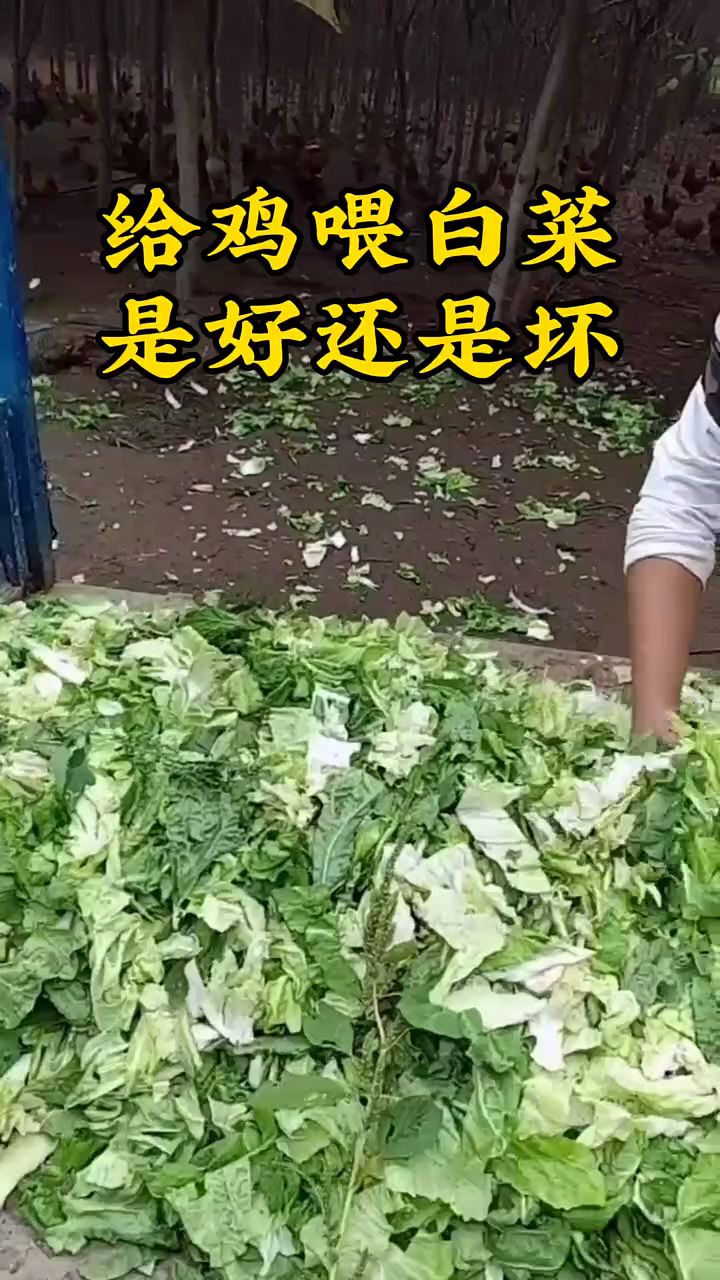 鸡吃大白菜,好不好