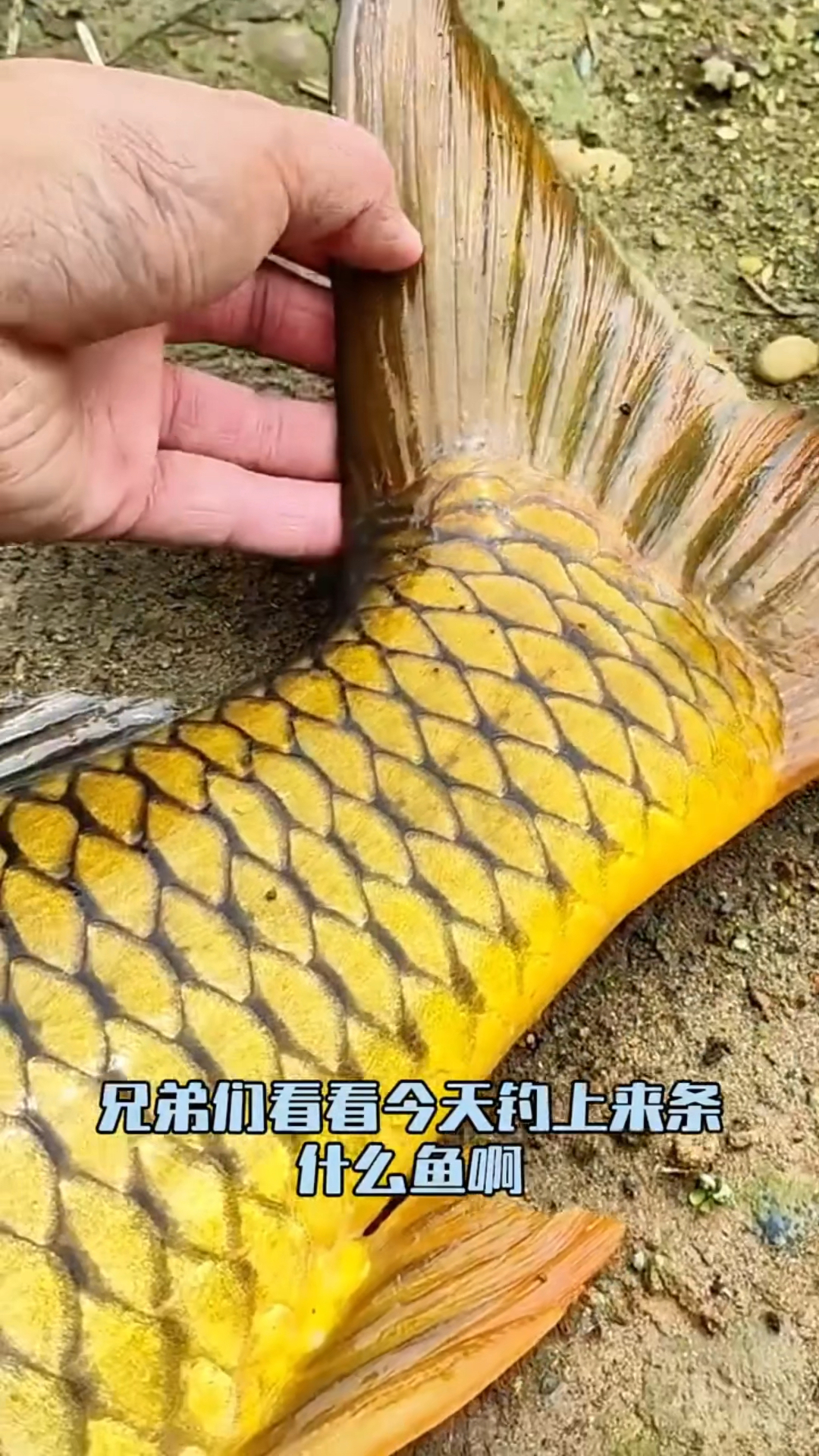 今天钓到金黄色的大鱼,有二十斤左右