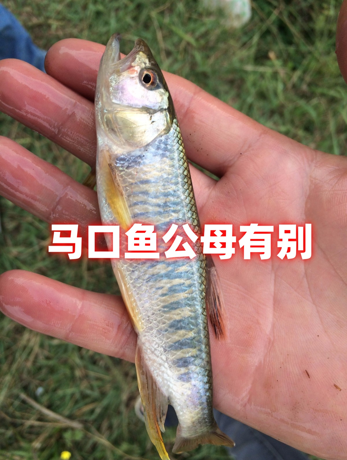 马口鱼公母有别全雄马口鱼才是用于养殖的品种