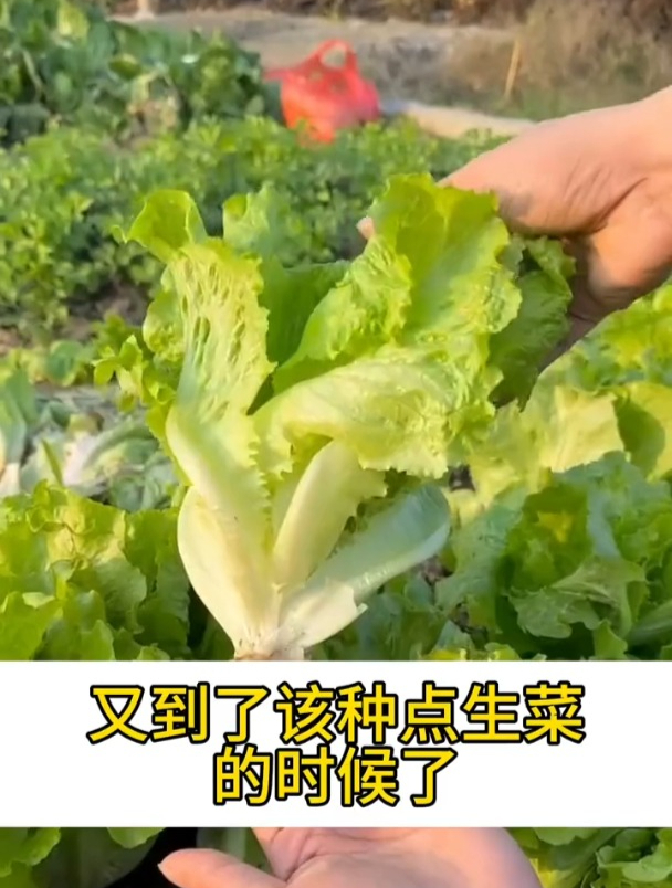 生菜四季都能种,意大利生菜不爱招虫,一棵长的比盆还大!