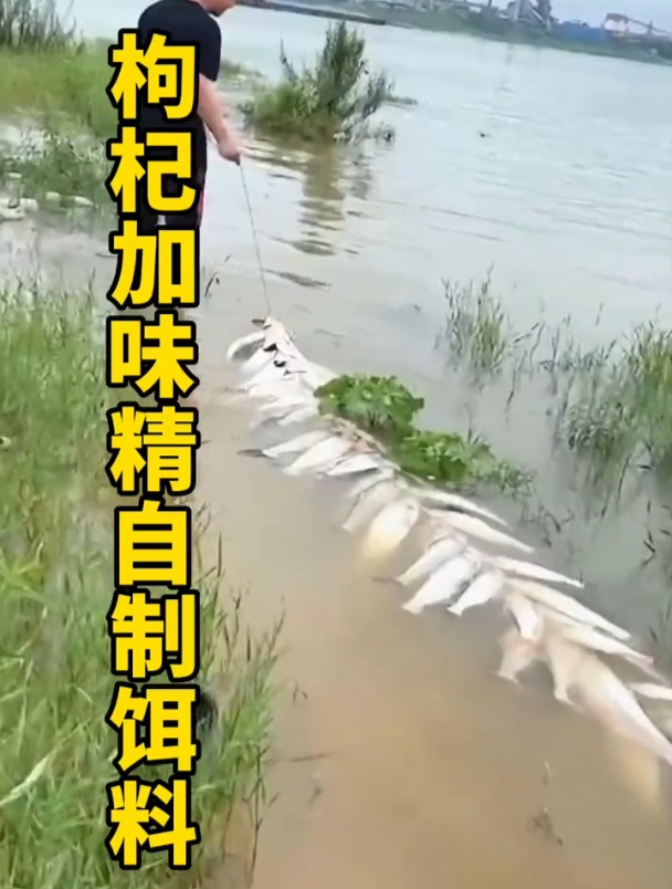 枸杞加味精钓到手抽筋?水库实测,鱼获比争论更能说明问题!