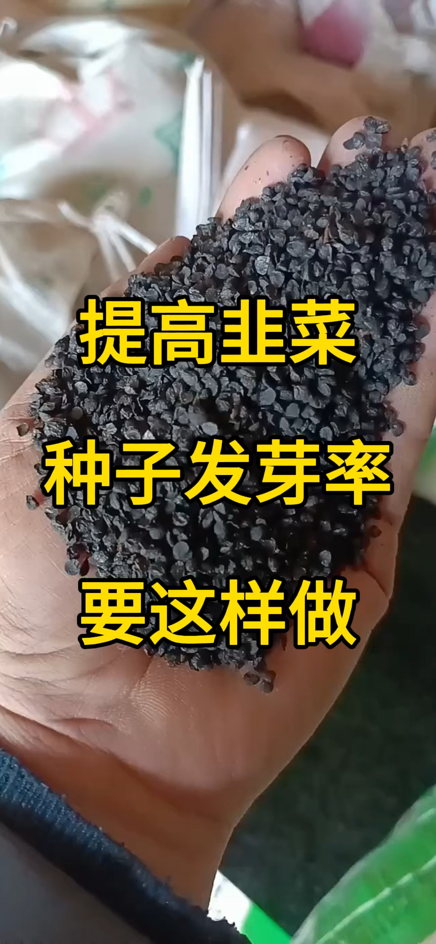 提高韭菜种子发芽率,要这样做!