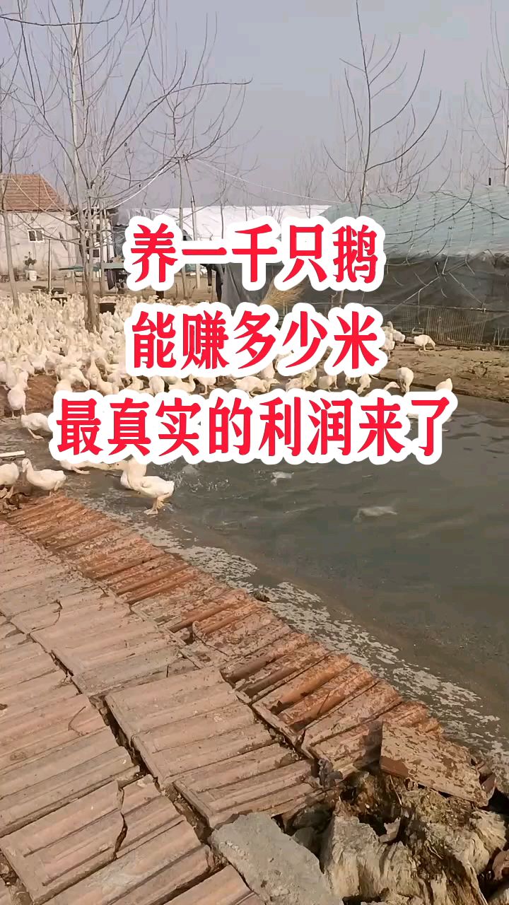 养1000只鹅能赚多少米?