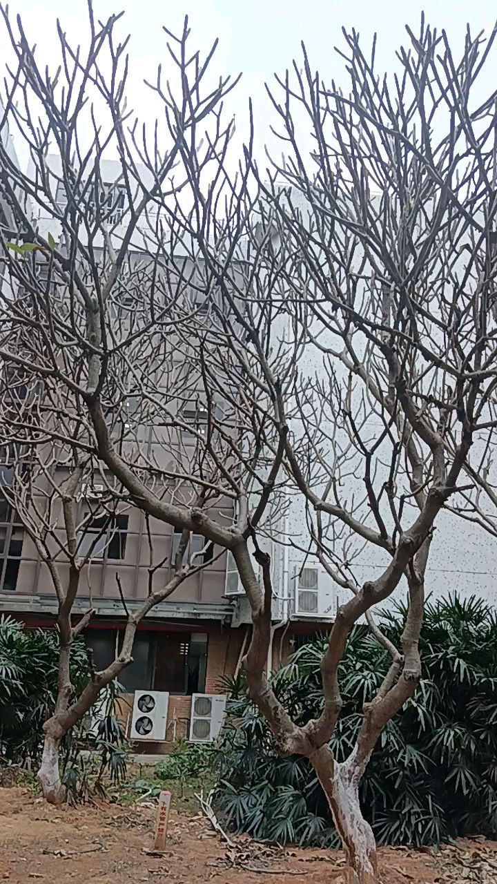 这几棵鸡蛋花树很高大,这季节已落光了叶子
