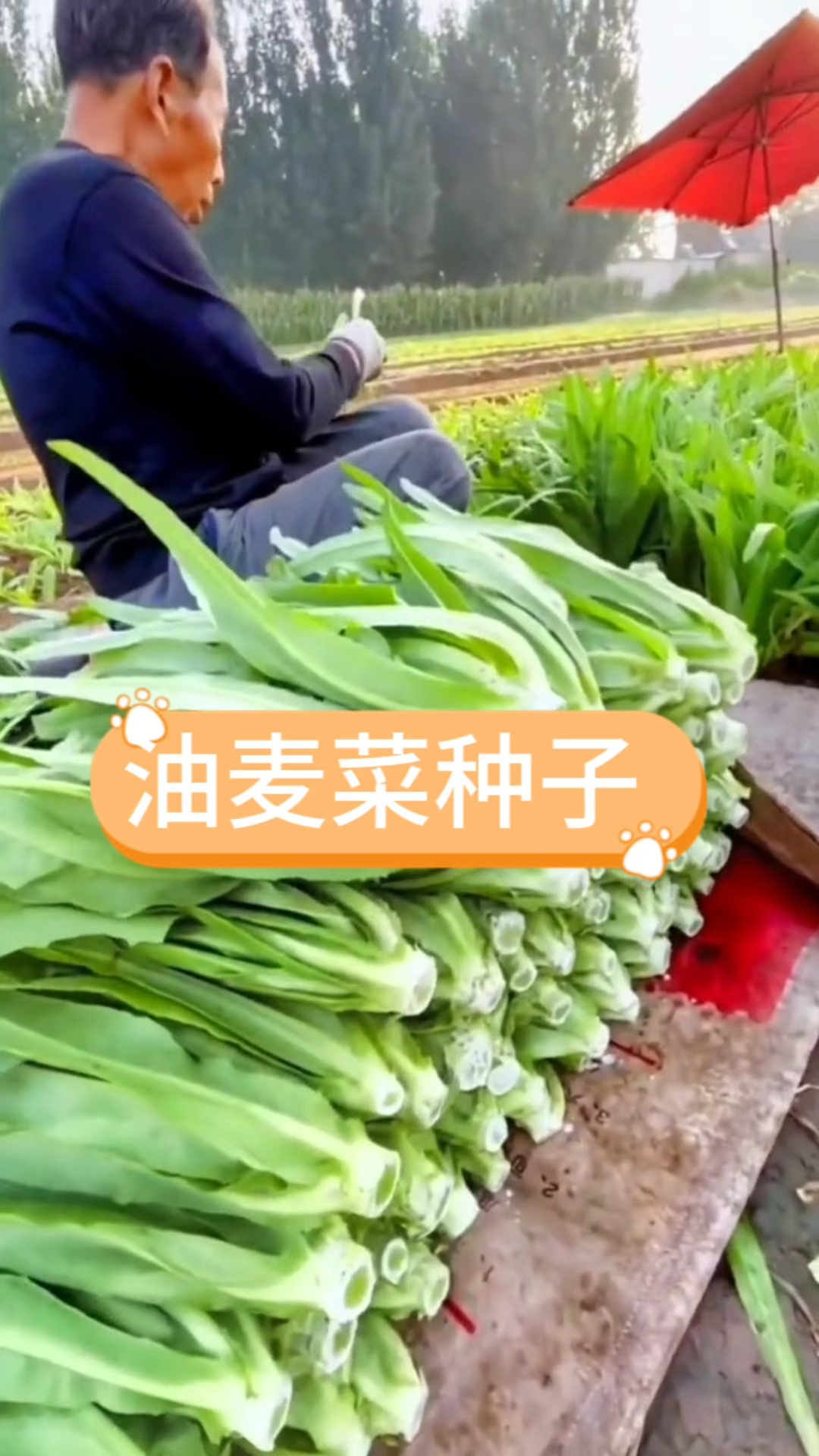适合新手种植的油麦菜,不爱招虫长得快,一年四季都能种