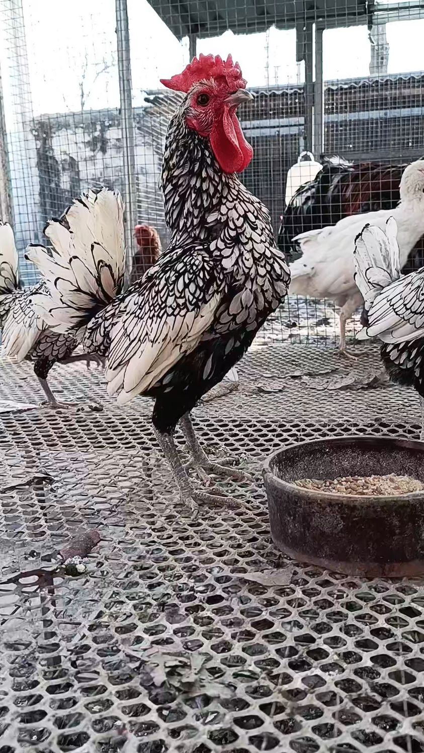 我最喜欢的波兰鸡,美不胜收