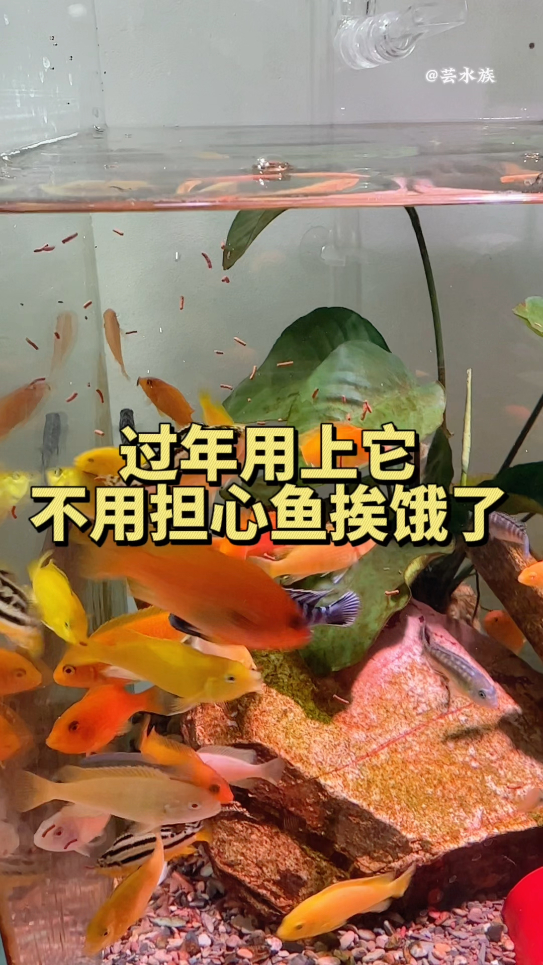 用上这款自动喂食器,过年放假去旅游,再也不怕鱼挨饿了。水族#自动喂食器#观赏鱼