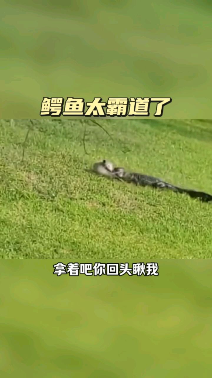 鳄鱼太霸道了,最后得逞了