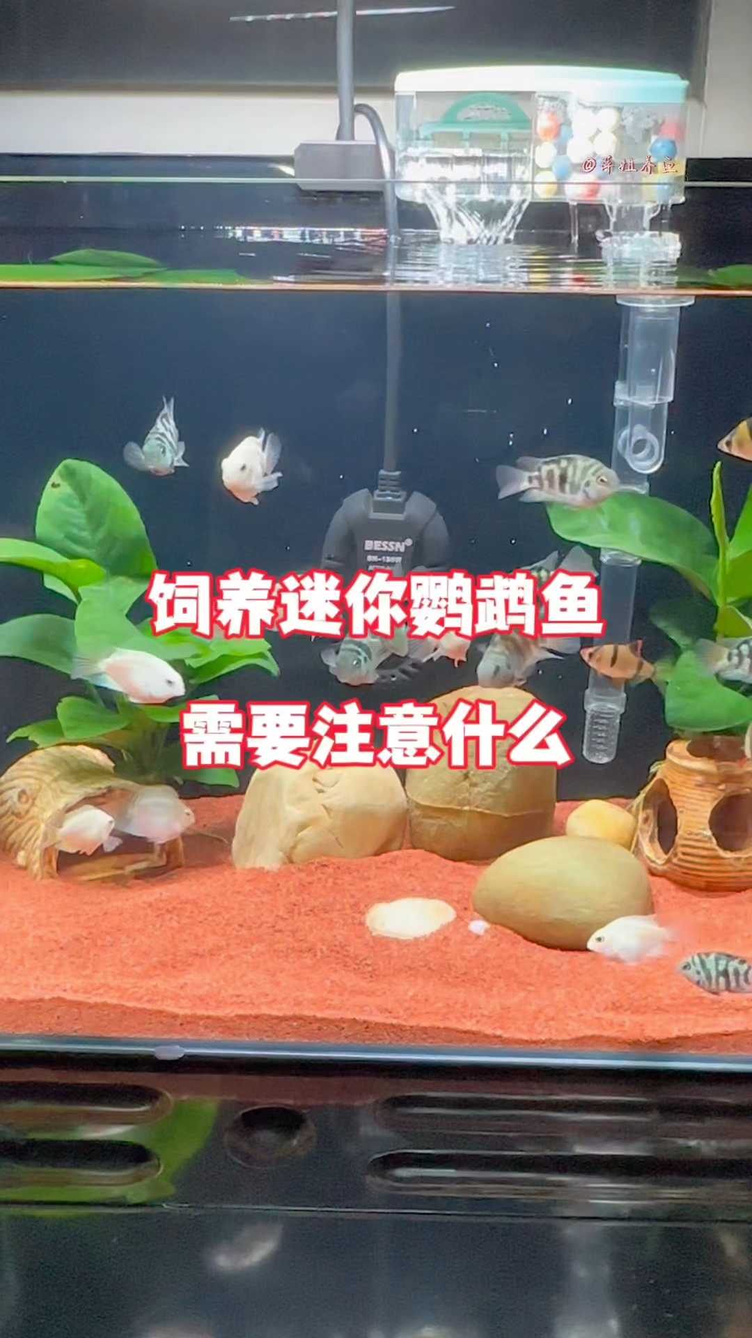 饲养迷你鹦鹉鱼需要注意什么#水族 #鱼缸里的大自然 #养鱼日记