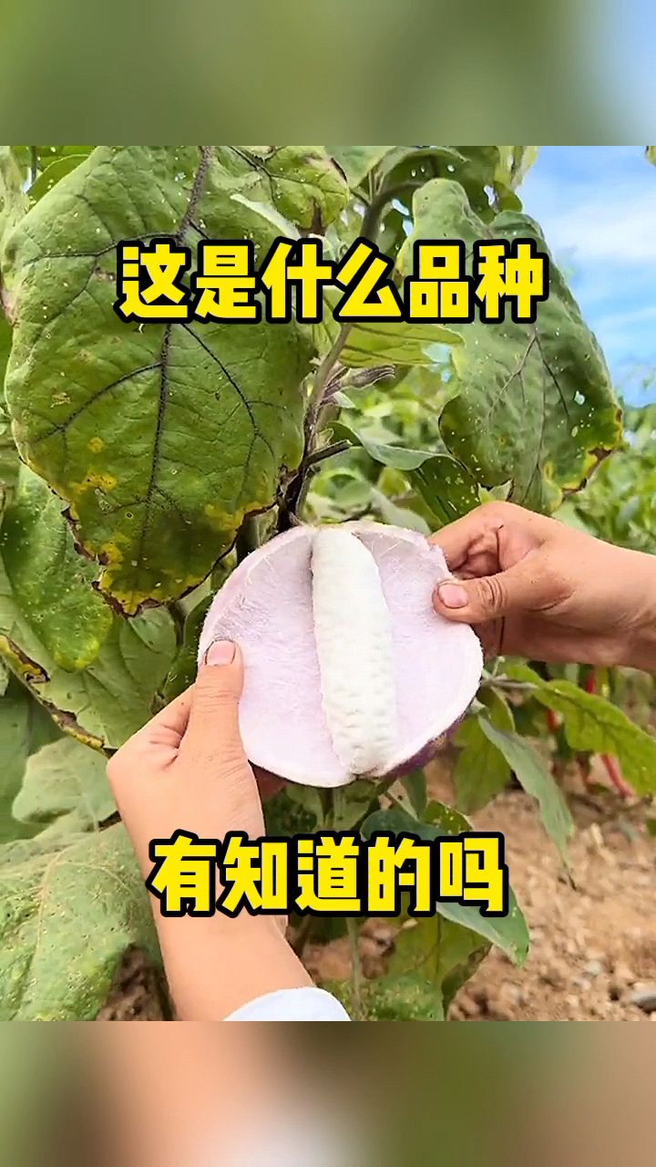 这是什么品种,有知道的吗?