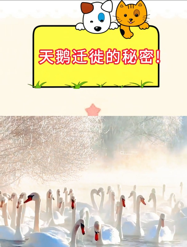 揭开天鹅迁徙的奥秘,自然选择与生存策略的完美结合