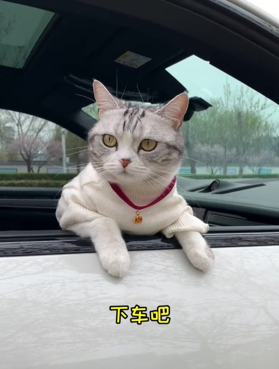 第一次给泡芙做猫碗,有那么点丑!