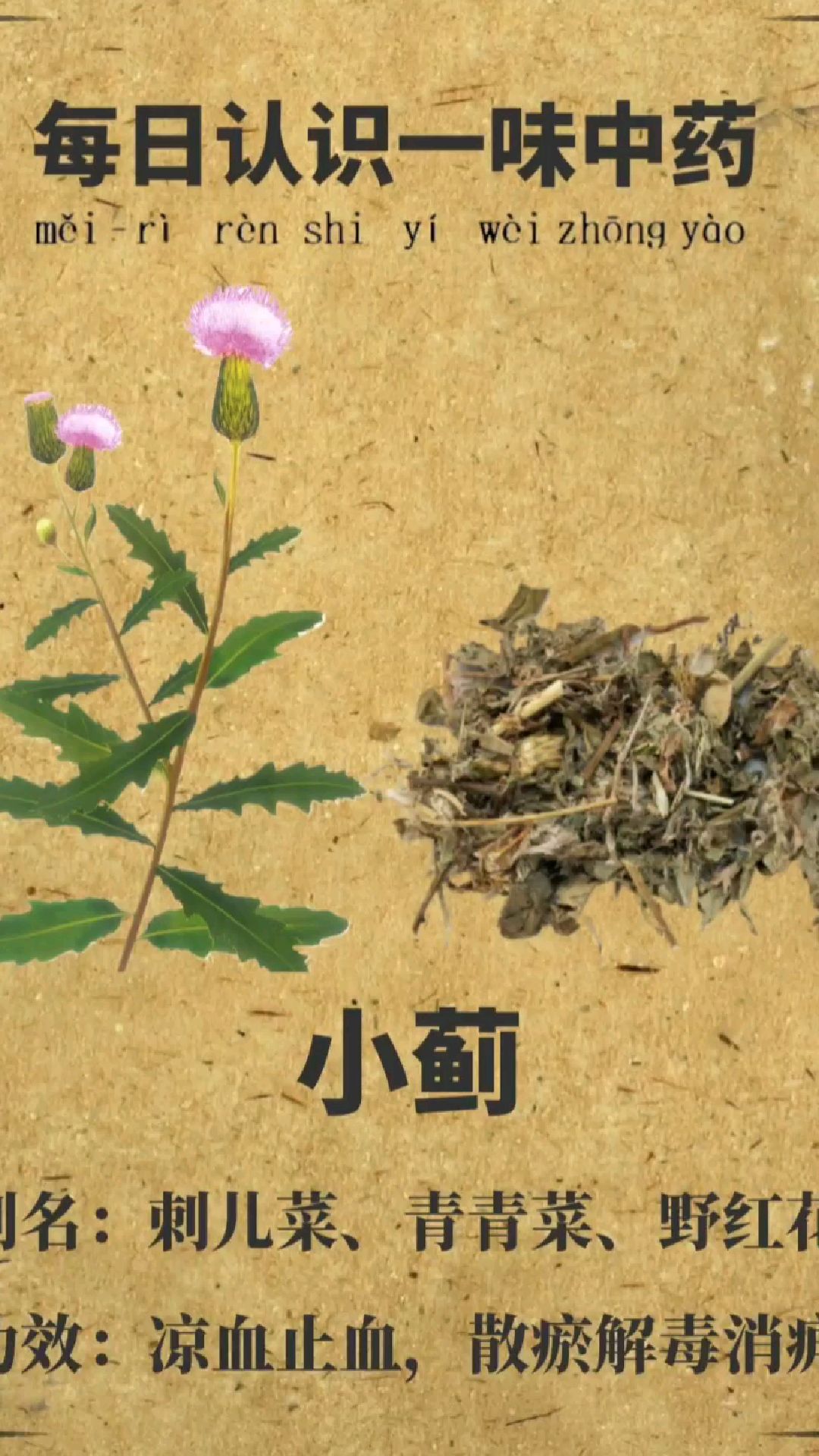 每日认识一味中药【小蓟】