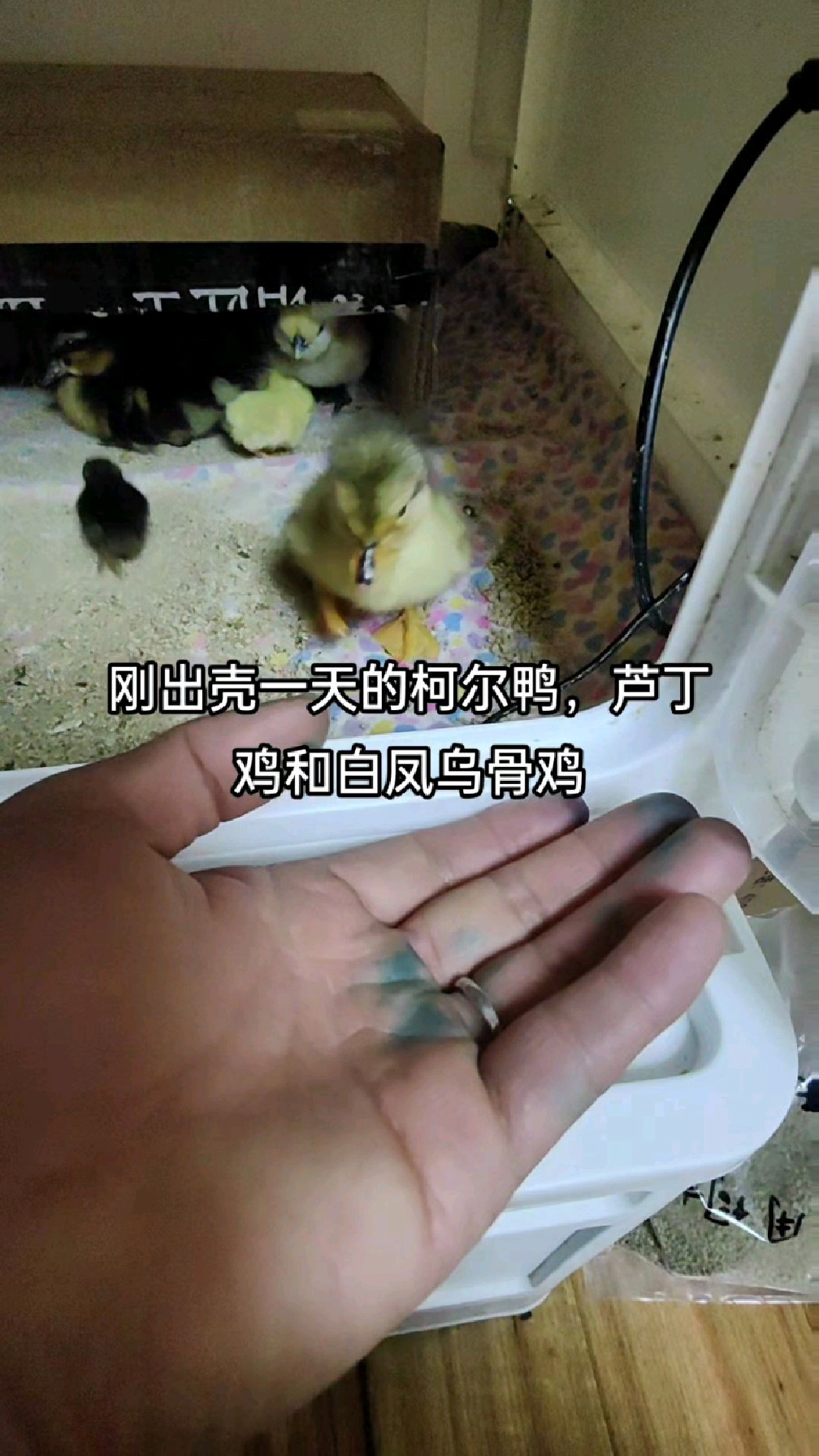 刚出壳一天的柯尔鸭,芦丁鸡和白凤乌骨鸡,柯尔鸭最亲人