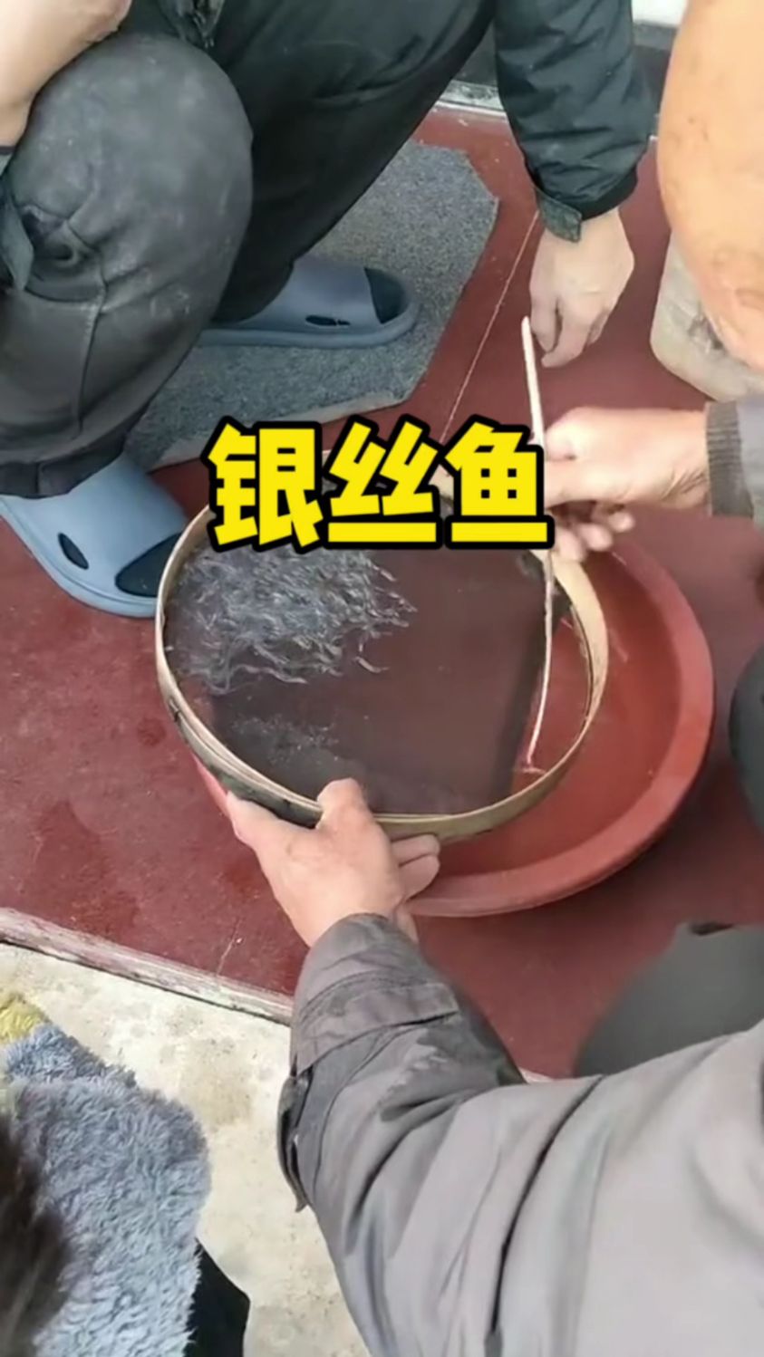 这不会就是银丝鱼吧