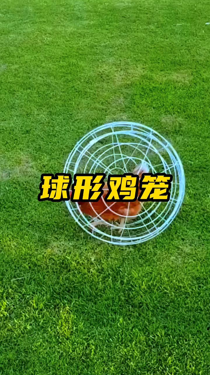 球形养鸡笼,厉害了