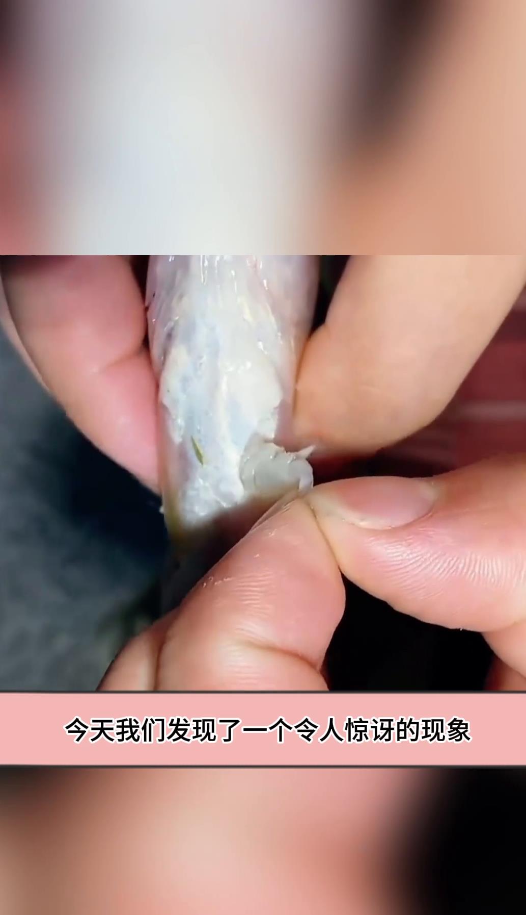 虫子在鱼肚子里建起了自己的小窝,甚至直接在鱼卵上安家