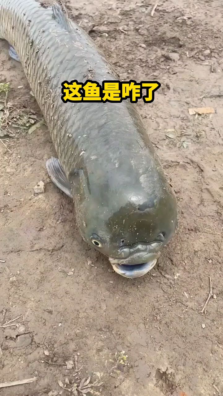 这鱼是怎么了