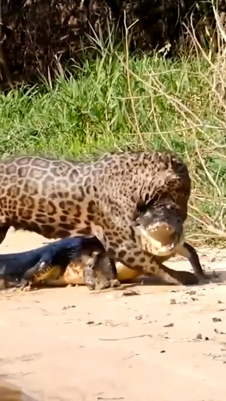 美洲豹为何能以鳄鱼为食?