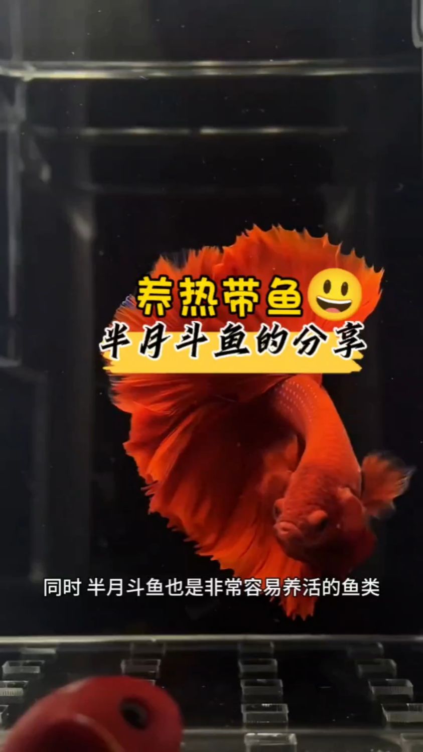养热带鱼 半月斗鱼的分享