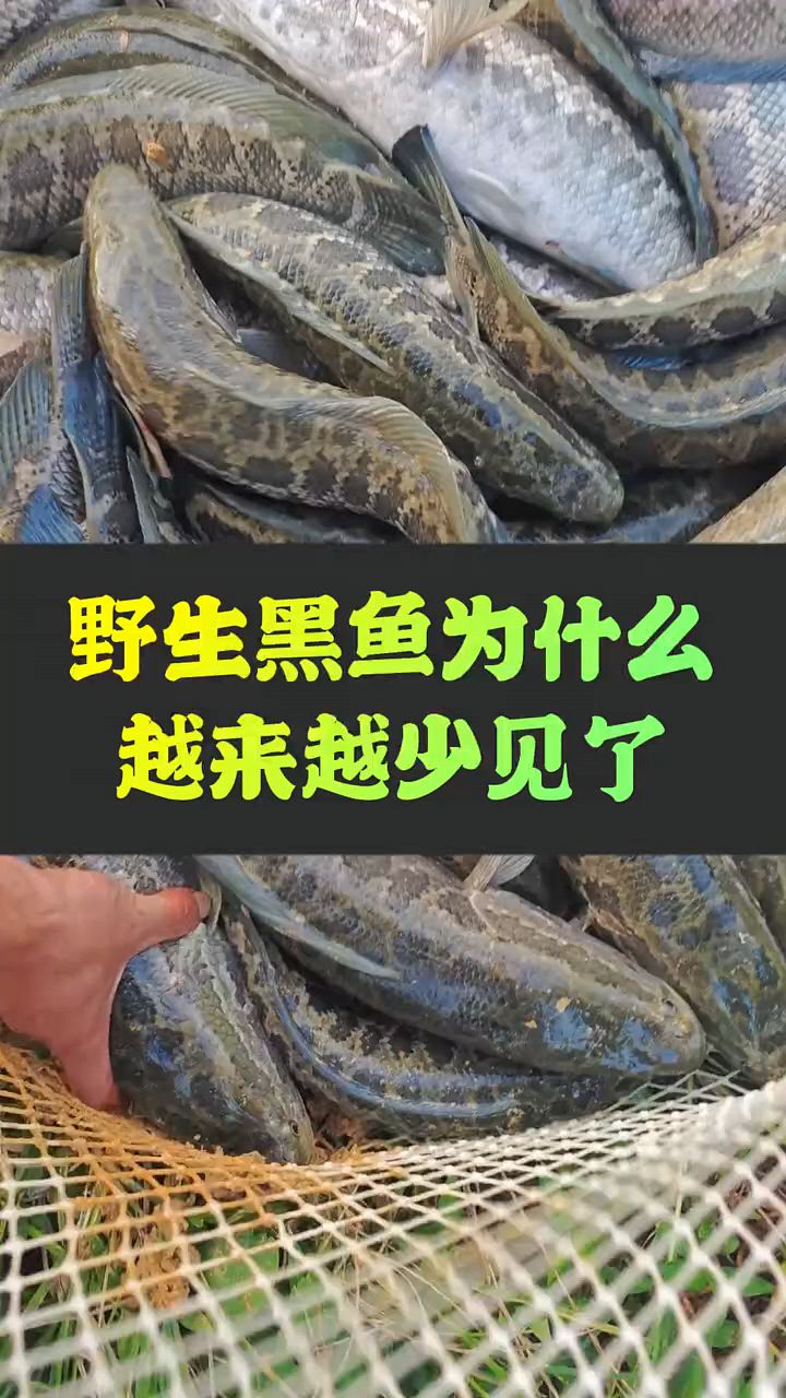 野生黑鱼为什么越来越少