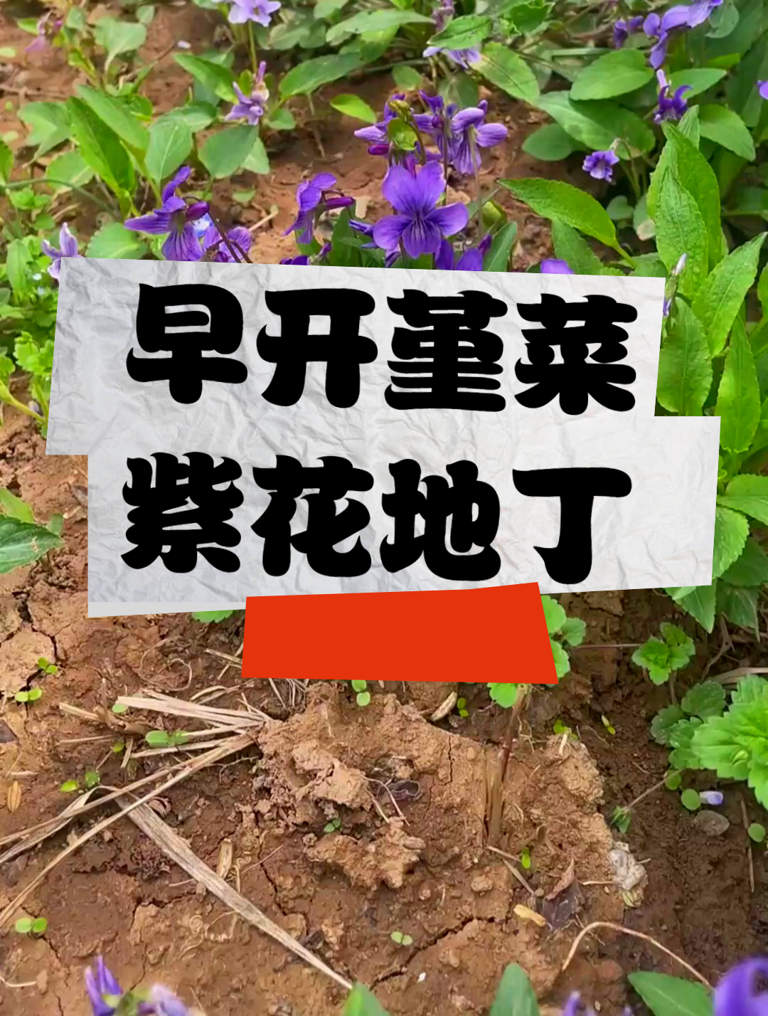 植物科普:农村里的早开堇菜和紫花地丁,一招分清搞定