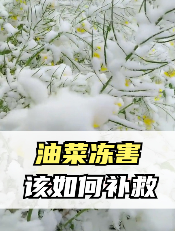 一个视频教会你,油菜冻害该如何补救