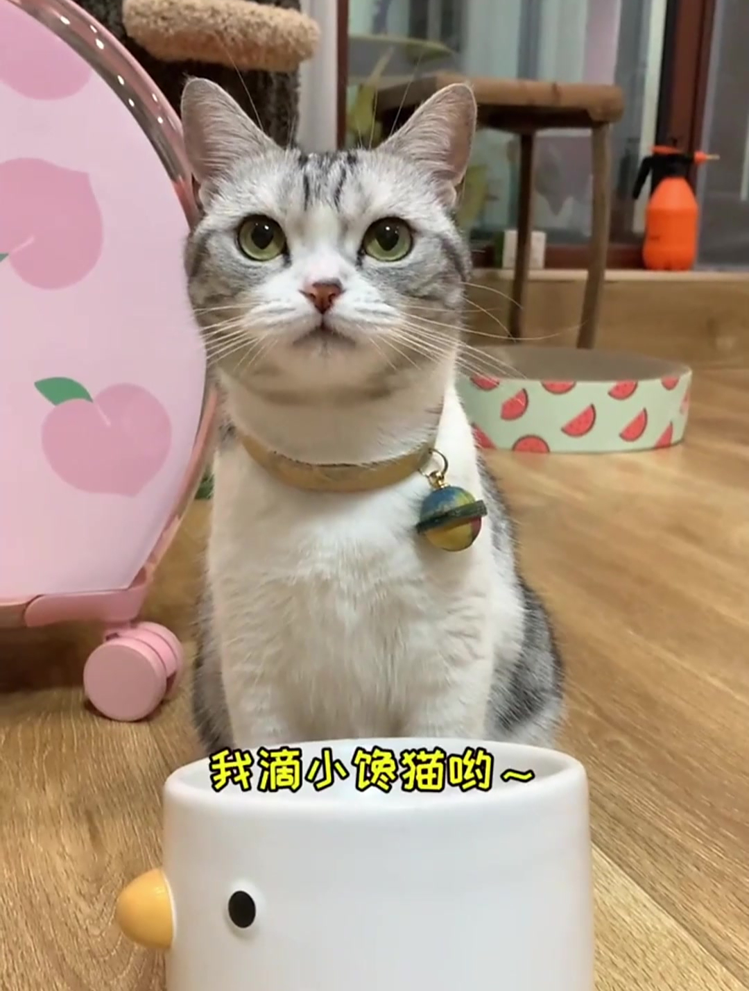 外出回家,最开心的就是泡芙一路奔来接我
