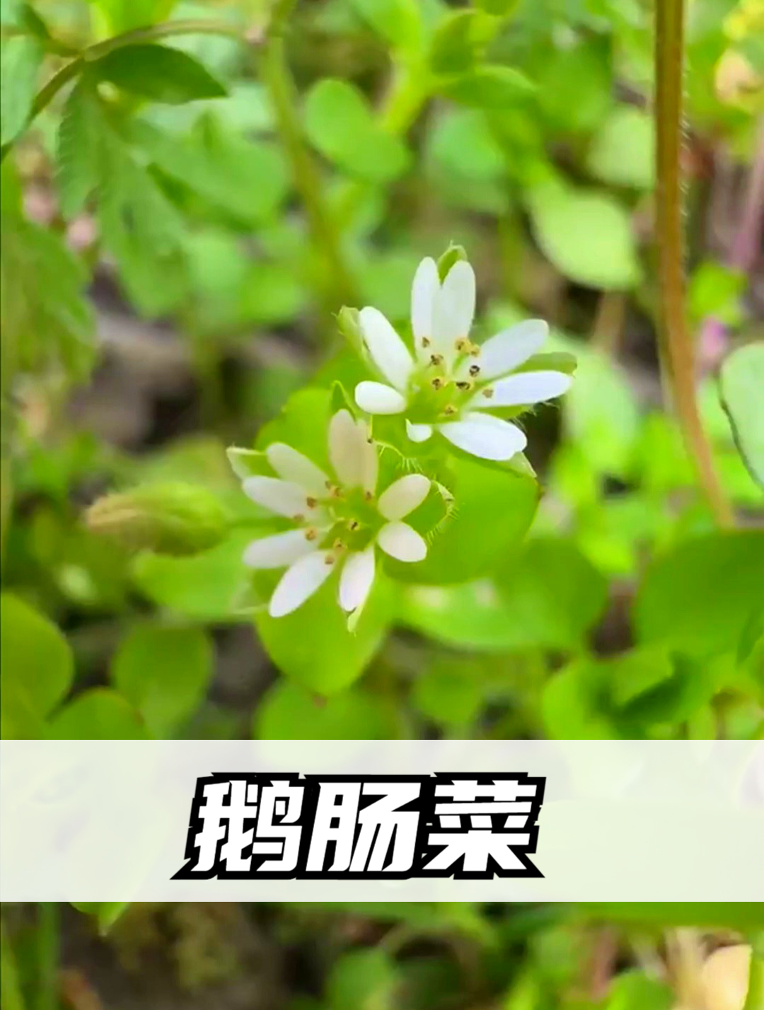 植物科普:繁缕俗称“鹅肠菜”,是药食两用的宝藏野菜!