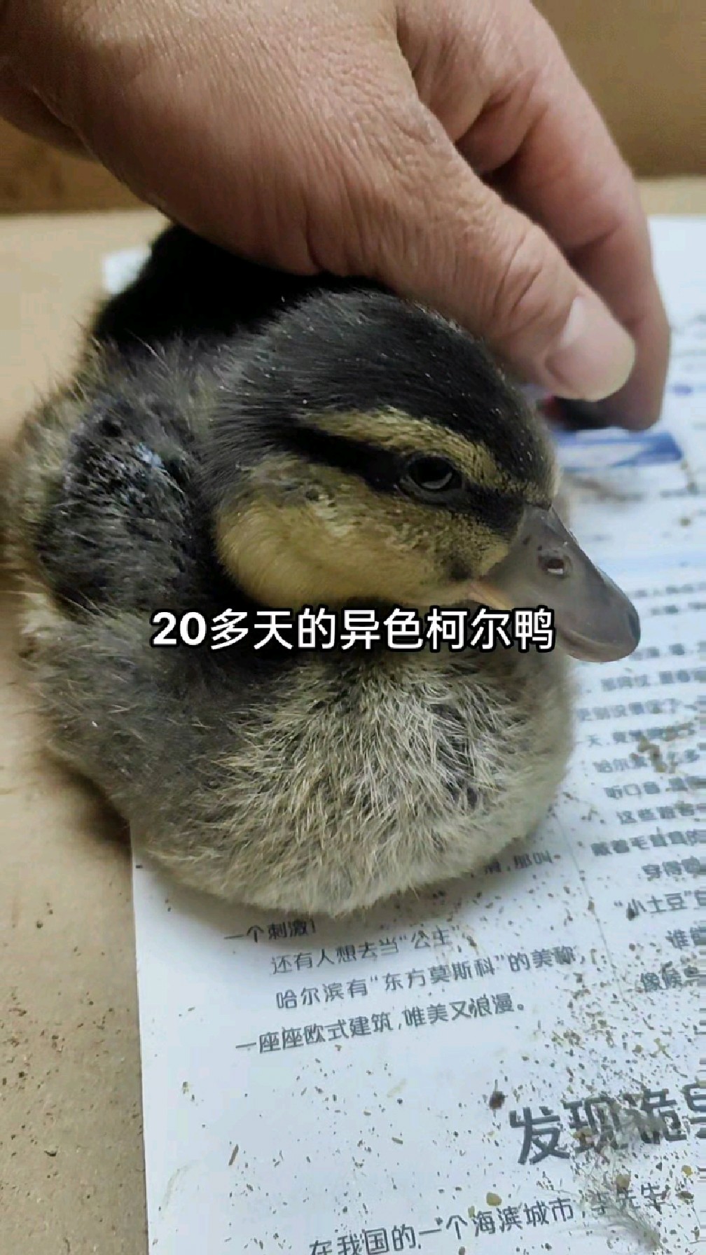 20天的柯尔鸭,非常的听话