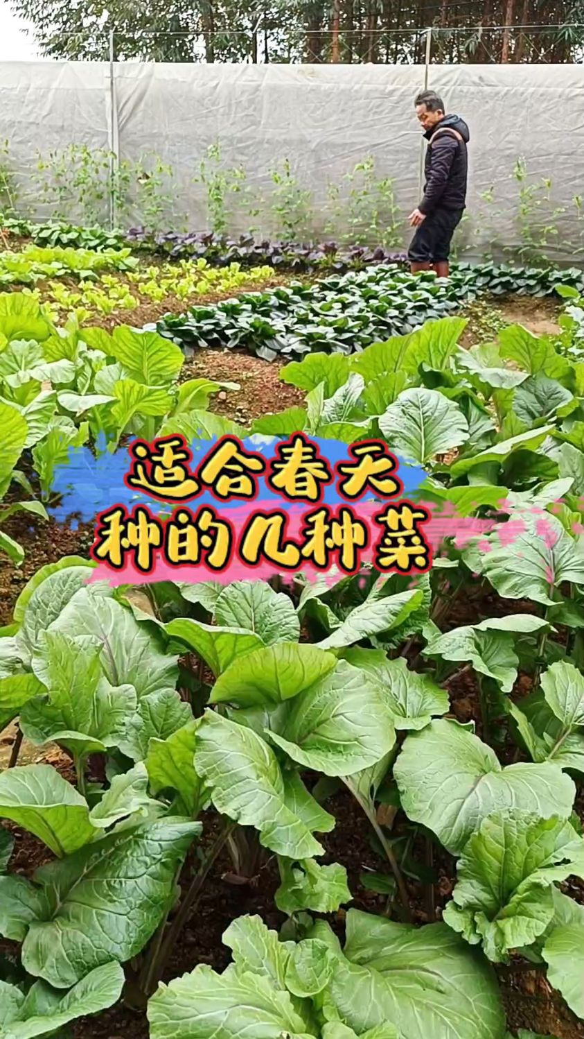 春天到了,很多蔬菜都可以种了,你的种子准备好了没有呢? #绿色无公害蔬菜 #我爱种菜
