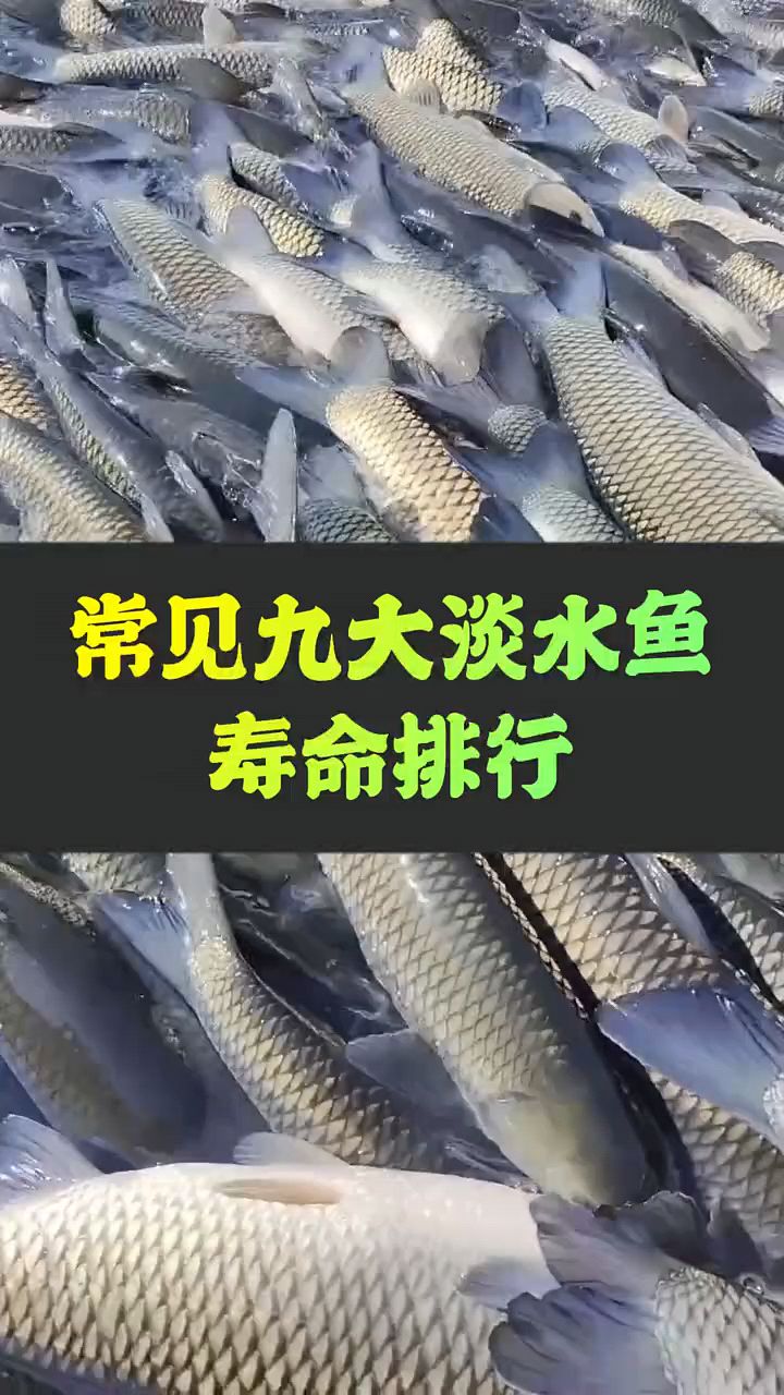 你知道鱼都能活多久吗?