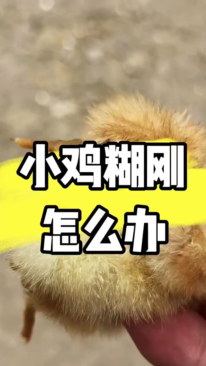 小鸡糊肛怎办?