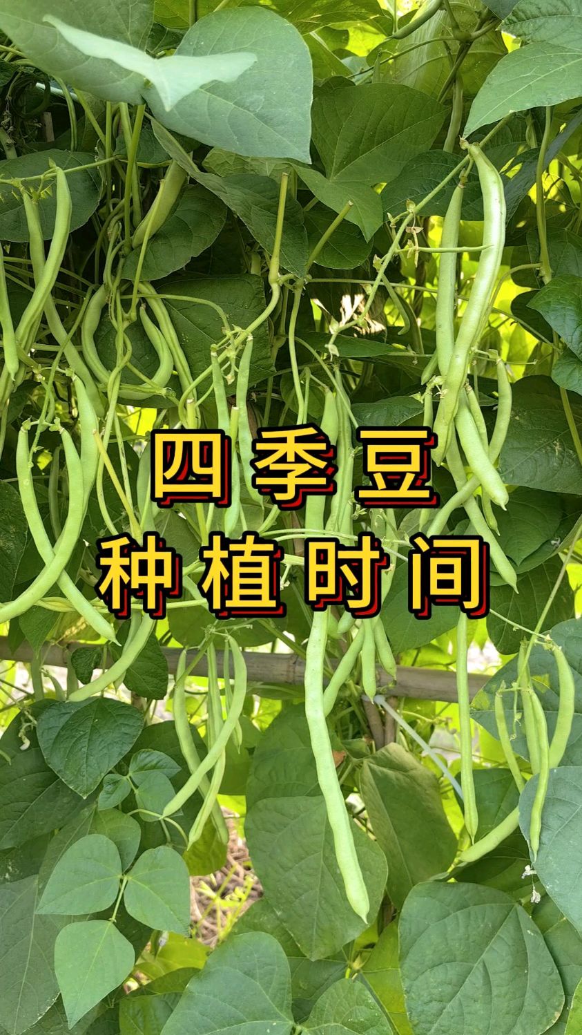 四季豆种植方法