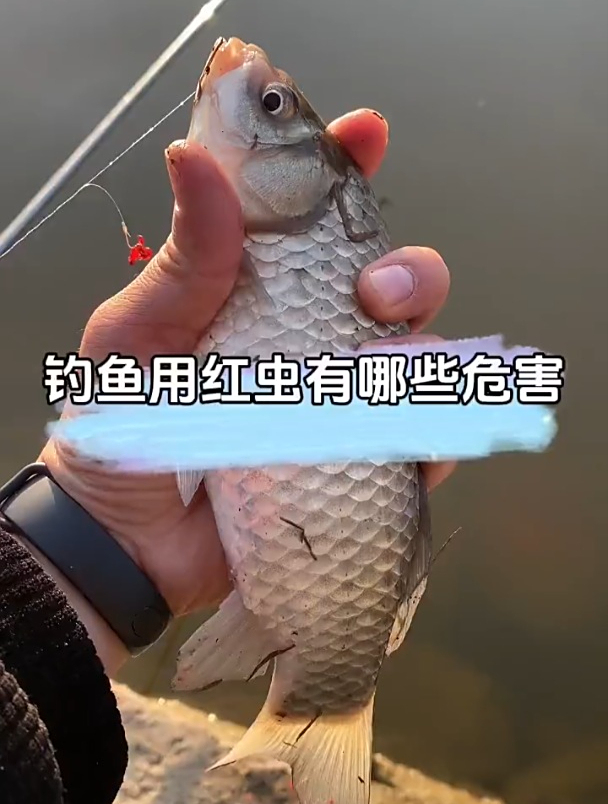 钓鱼用红虫有哪些危害?看完就明白了!