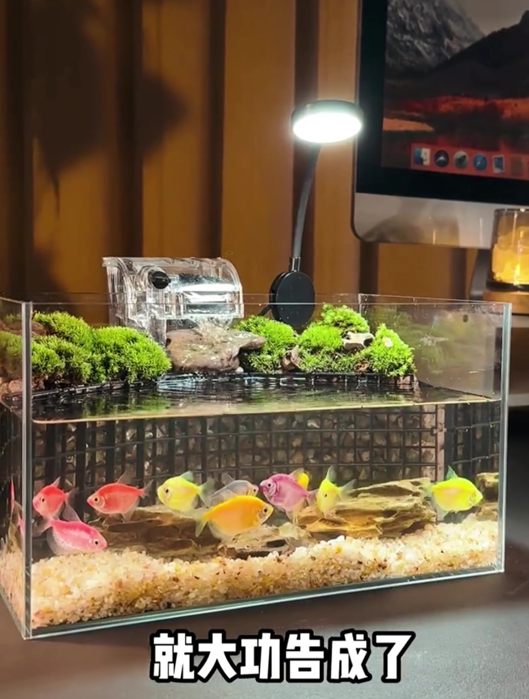 鱼缸造景:有山有水有瀑布的鱼缸你喜欢吗?