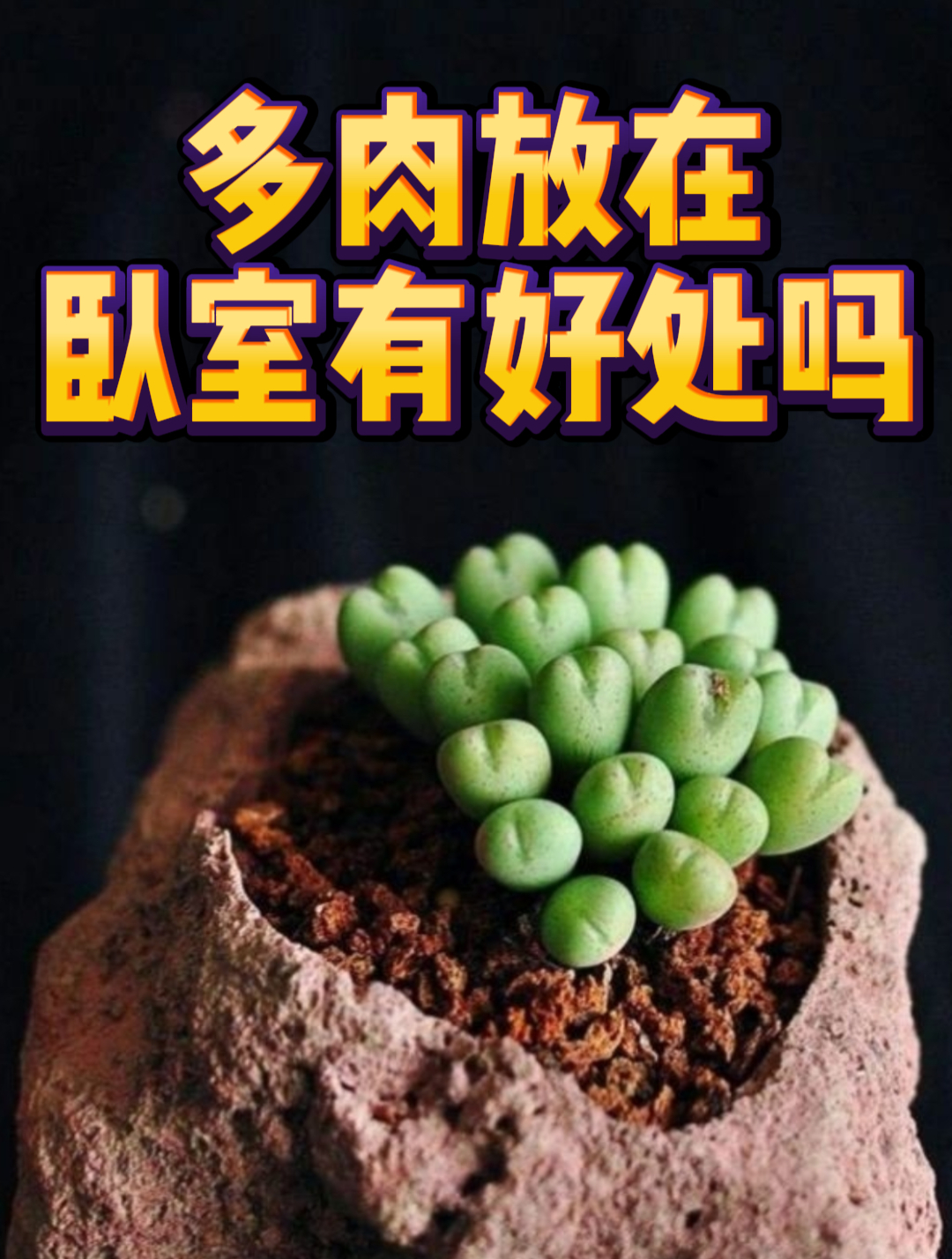 多肉放在卧室有好处吗