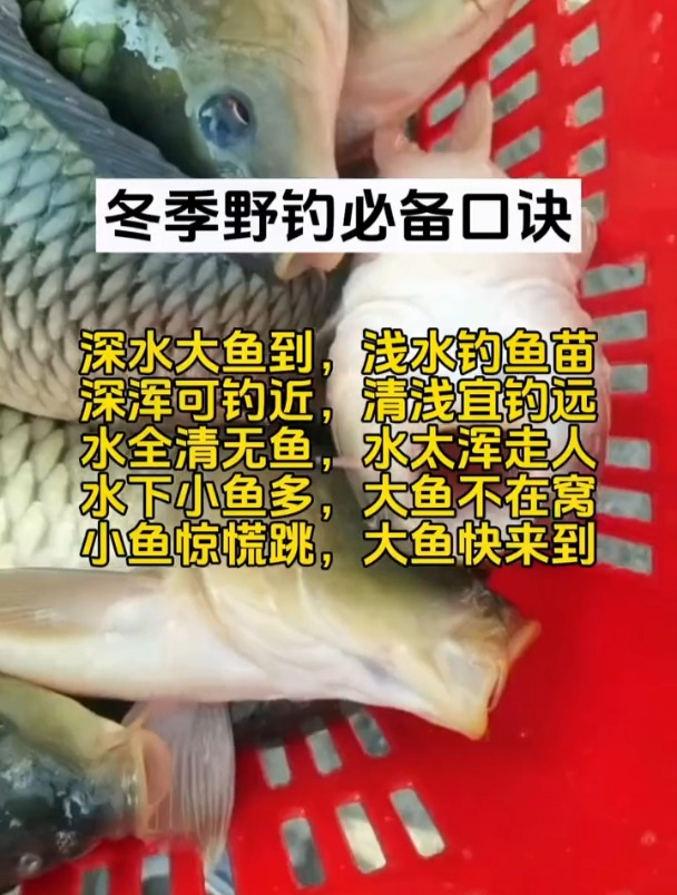 冬季钓鱼必备口诀,掌握了新手可以连杆不断!