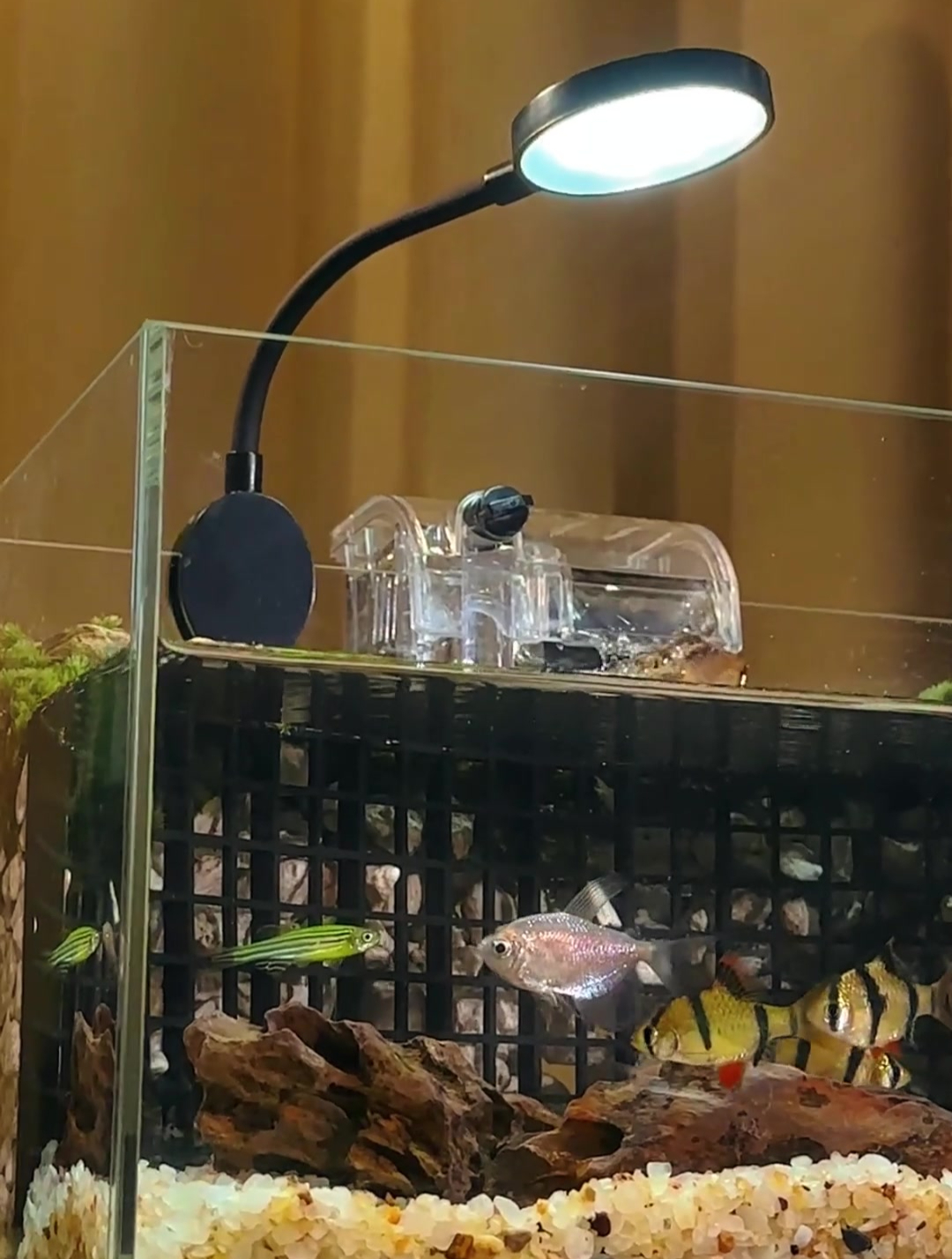 鱼缸造景:打造有山有水有瀑布的鱼缸,太好看了吧~