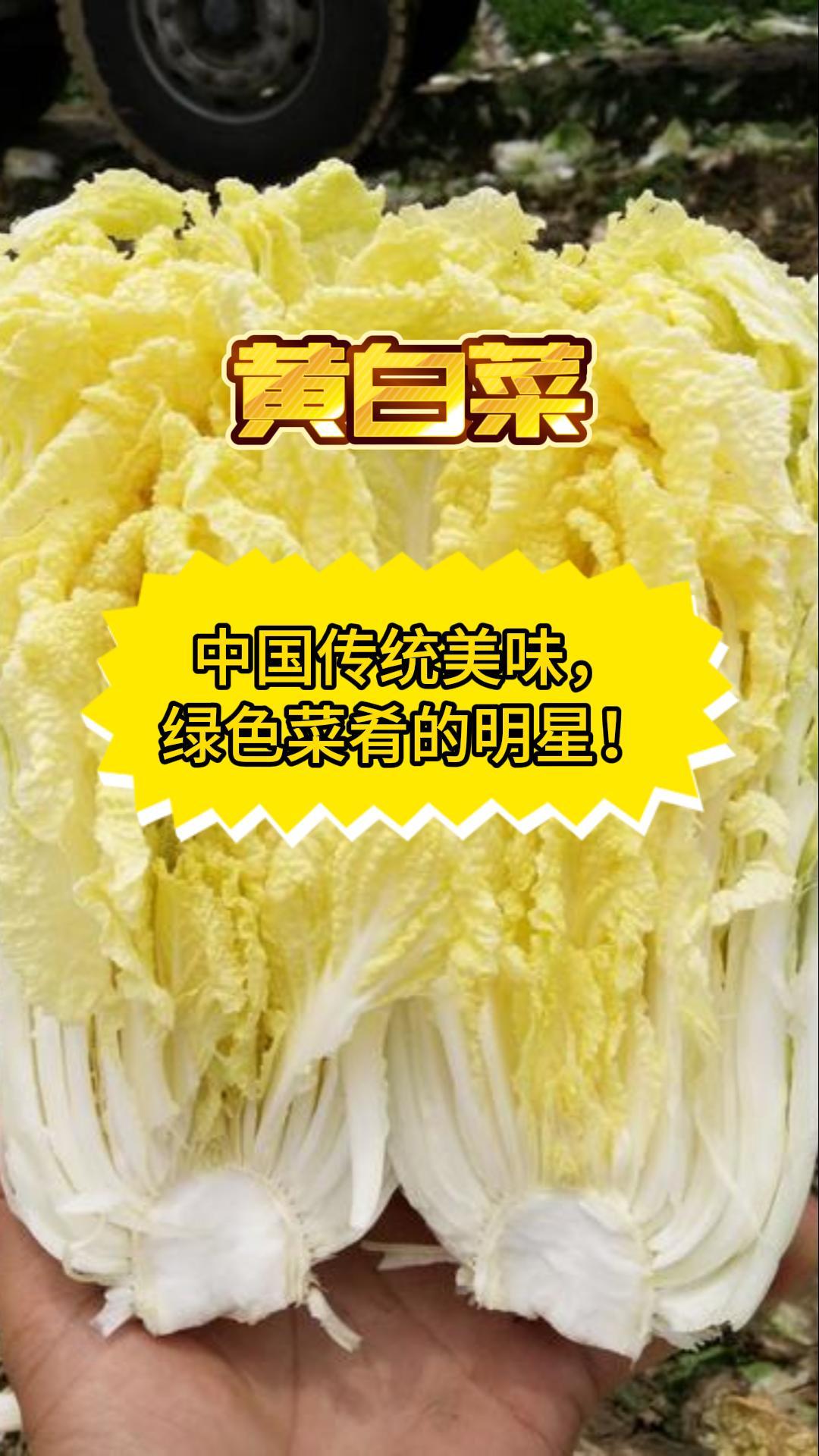 黄白菜:中国传统美味,绿色菜肴的明星!