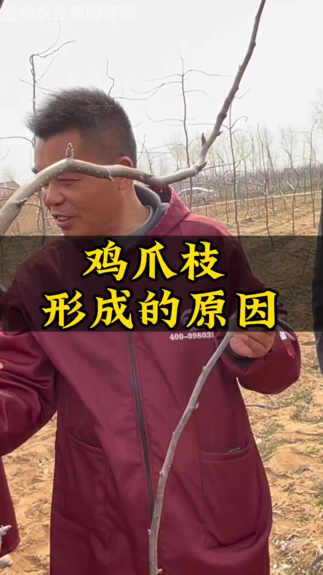 梨树鸡爪枝形成的原因
