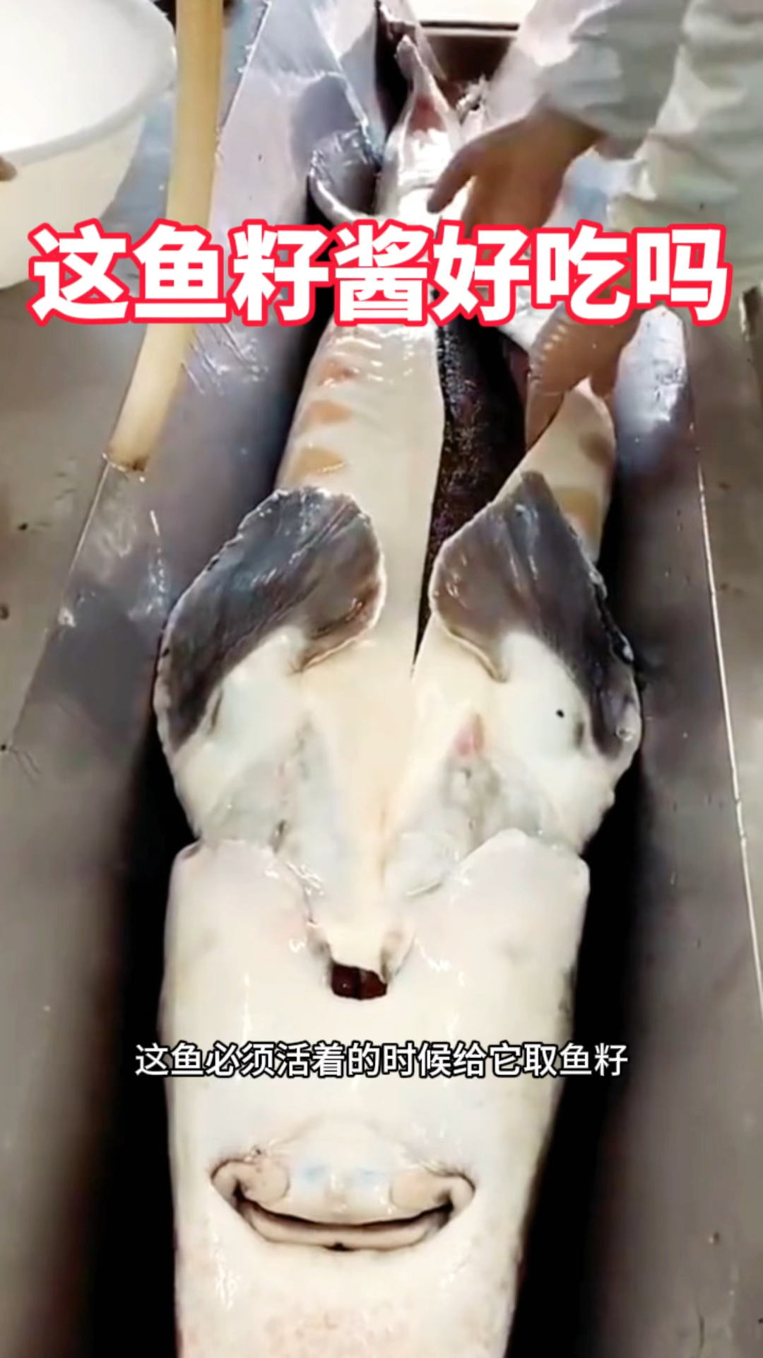 男子取鱼籽酱,这能好吃吗
