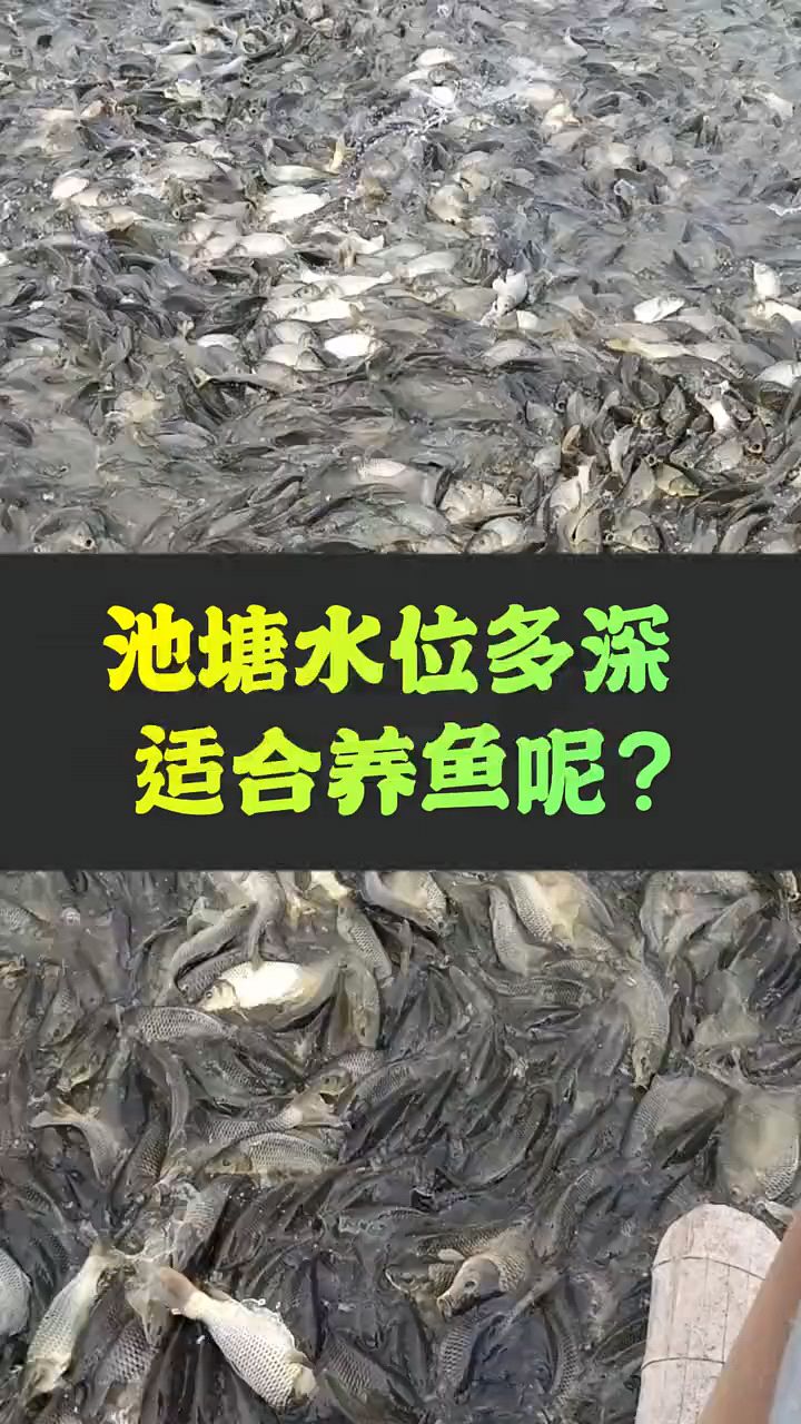 池塘水位多深适合养鱼