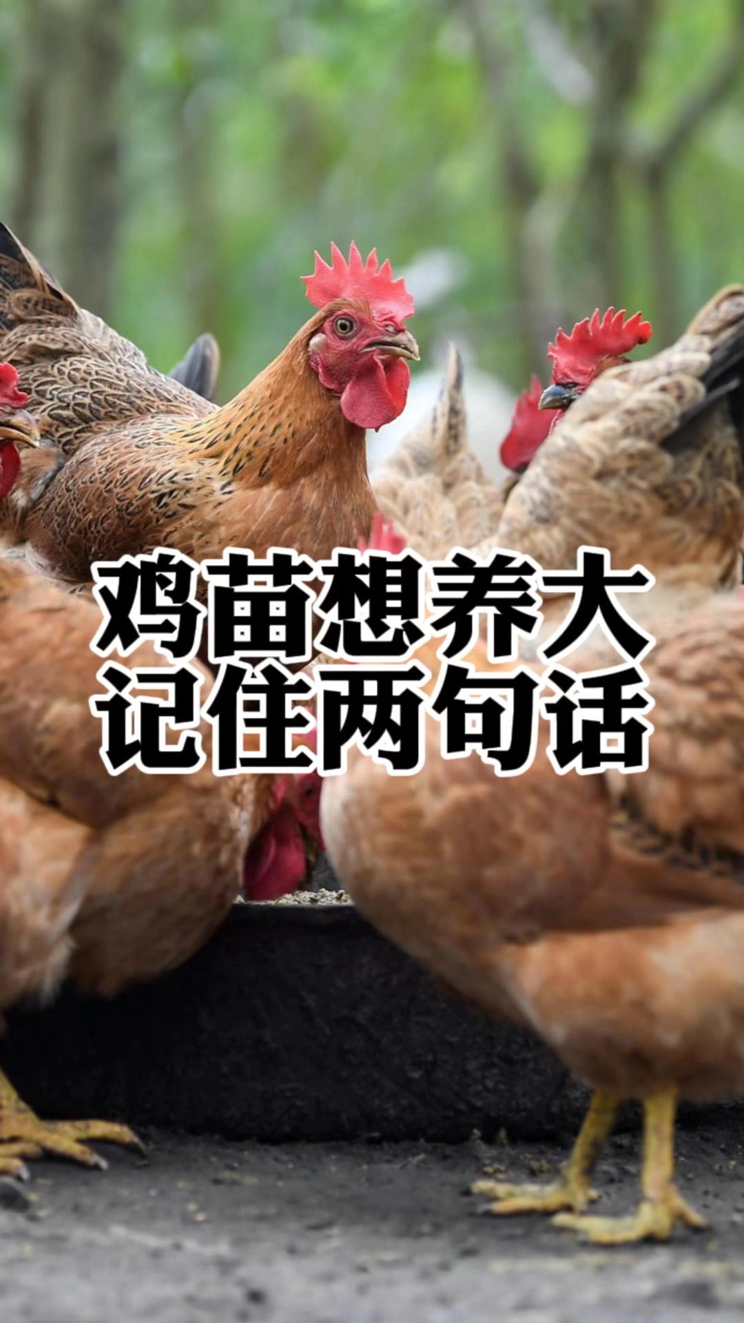 鸡苗想养大,记住两句话