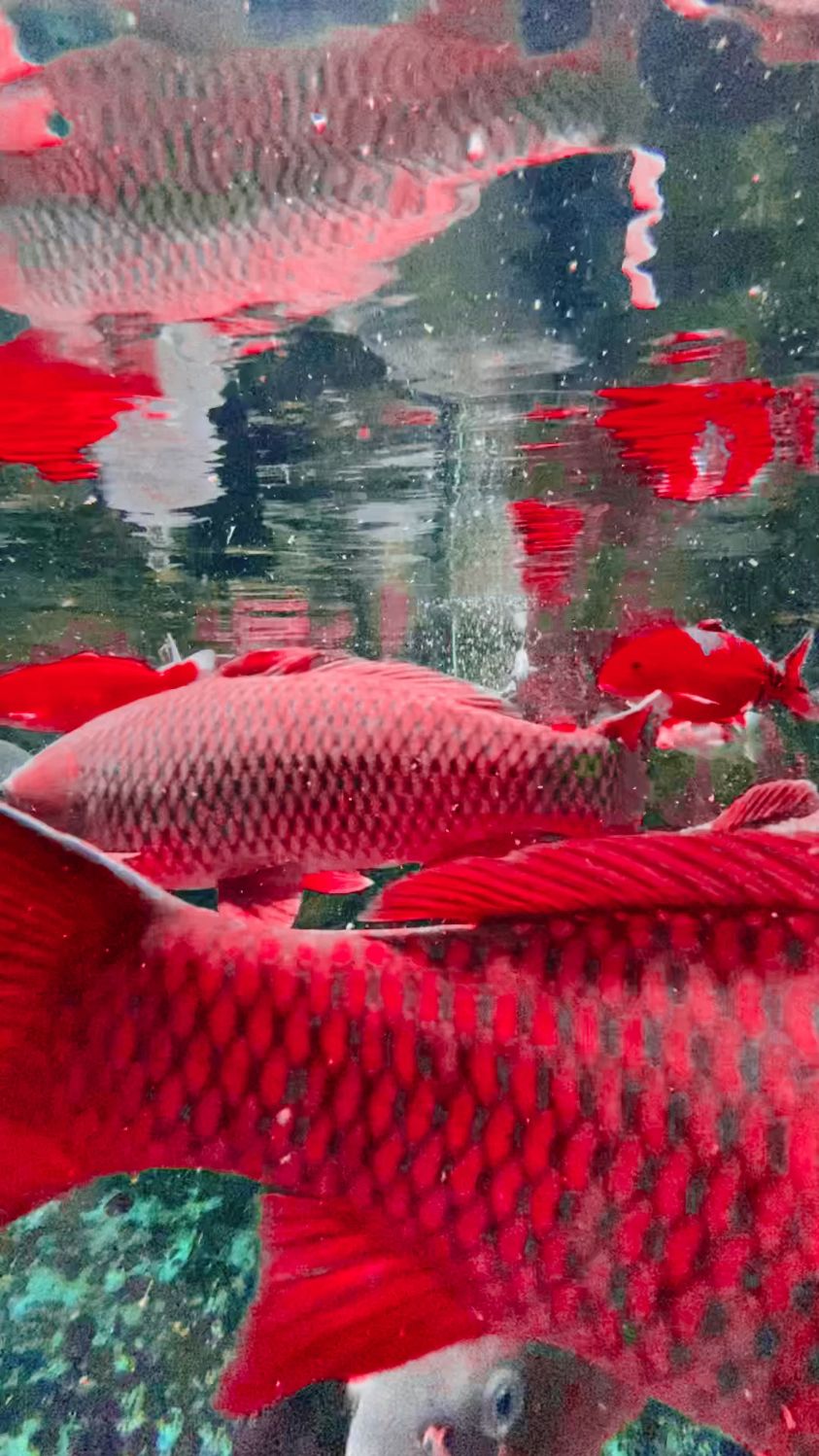 海洋世界拍摄金龙鱼