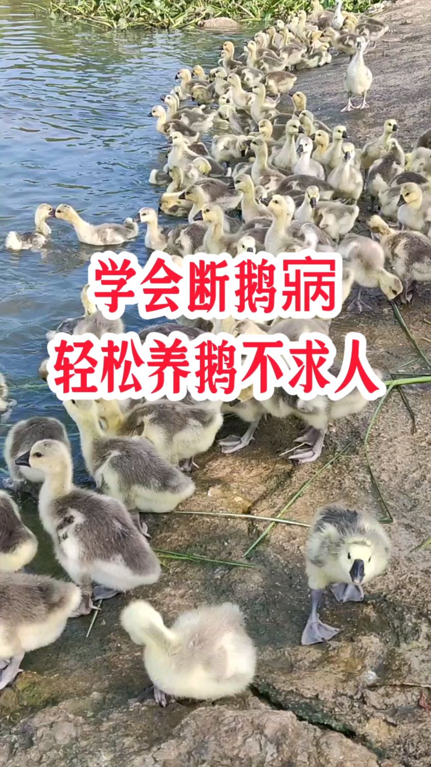 学会养鹅看鹅病,养鹅轻松不求人