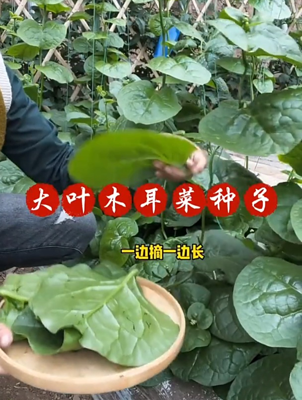 爬藤生长的“猪耳菜”,一遍摘叶一遍长,营养丰富堪比牛肉!