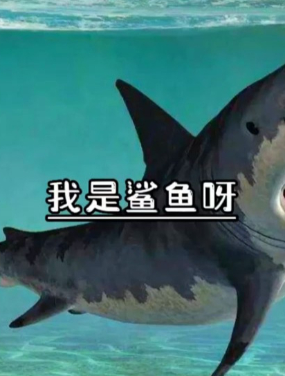保护海洋生物,人人有责
