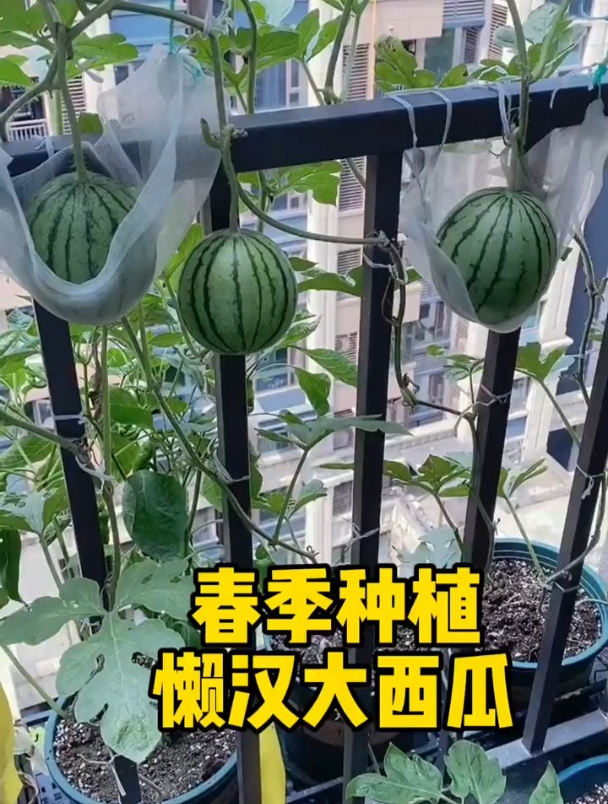 婆婆在阳台种西瓜,一个7/8斤重,皮薄瓤甜直接用手掰着吃!