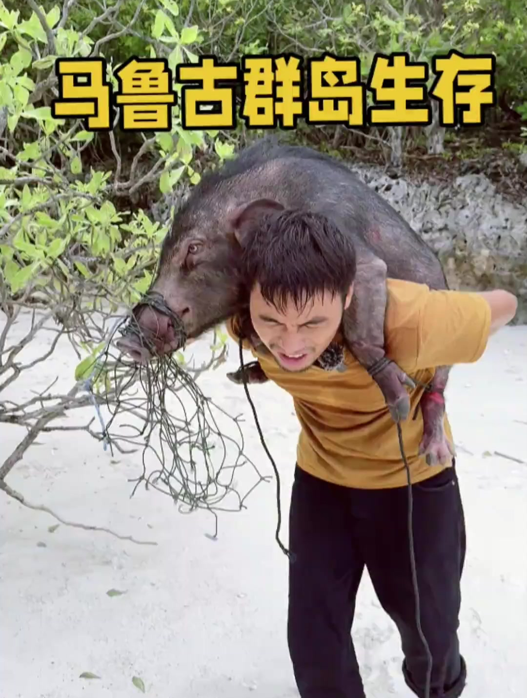 收货大野猪后深入丛林布置老椰肉,晚上引出众多椰子蟹